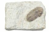 Kainops Trilobite - Black Cat Mountain, Oklahoma #362984-3